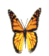 butterfly.gif